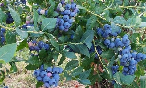 blueberry farms hyderabad photos